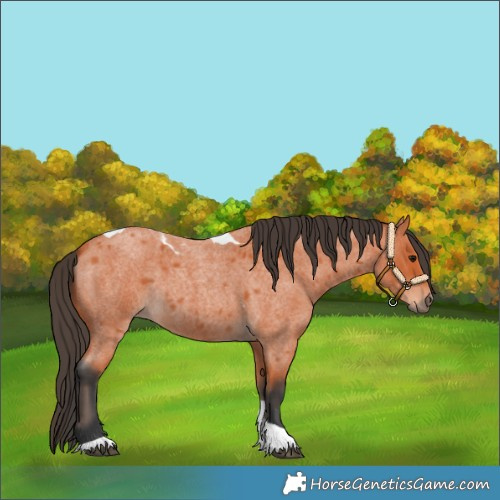 Horse Color:Bay Roan Tobiano 
