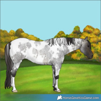 Horse Color:White Spotted Buckskin Roan Rabicano
