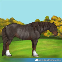 Horse Color:Liver Chestnut Rabicano 