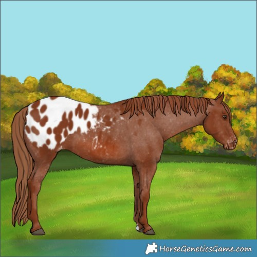 Horse Color:Chestnut Appaloosa 