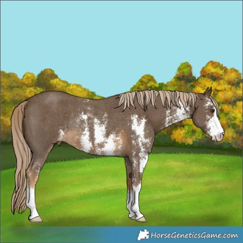 Horse Color:Chocolate Palomino Sabino Rabicano 