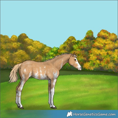 Horse Color:Palomino Sabino Appaloosa 