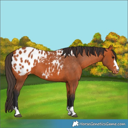 Horse Color:Bay Appaloosa 