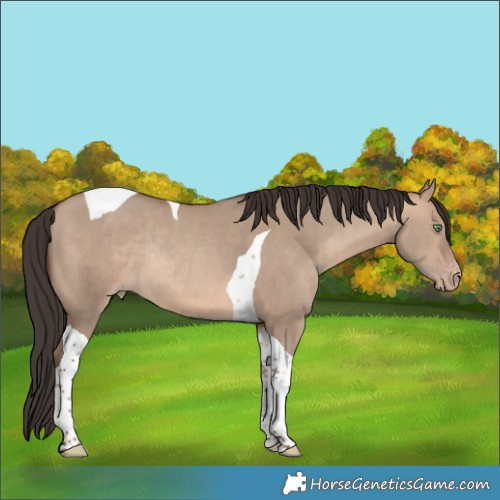 Horse Color:Sable Champagne Dun Tobiano Rabicano