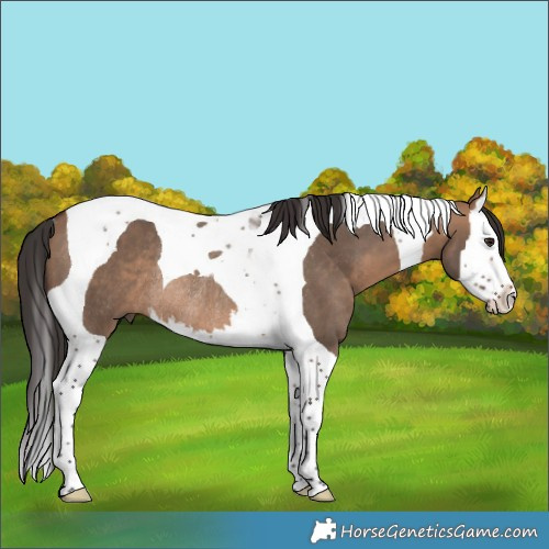 Horse Color:Bay Dun Splash Tobiano Rabicano 