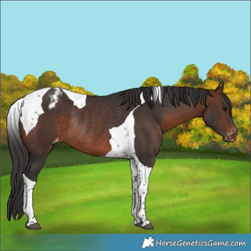 Horse Color:Brown Tobiano Appaloosa Rabicano 