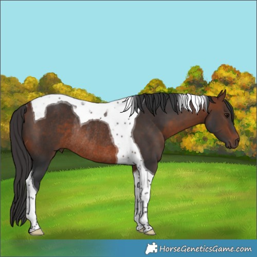 Horse Color:Bay Tobiano Rabicano 