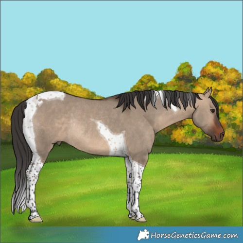 Horse Color:Bay Dun Tobiano Rabicano 