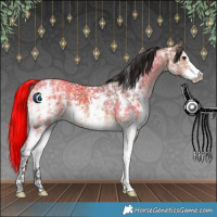 Horse Color:Bay Ice Sabino 