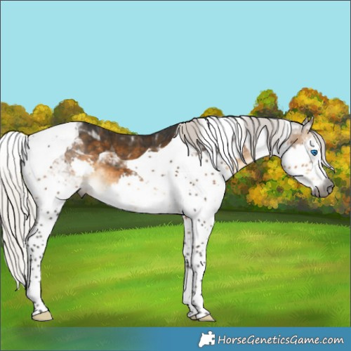 Horse Color:Gray Silver Buckskin Splash Tobiano Appaloosa 