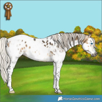 Horse Color:Gray Silver Buckskin Splash Tobiano Appaloosa
