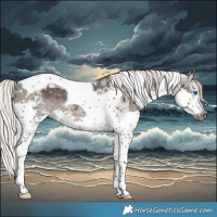 Horse Color:Gray Silver Black Splash Tobiano Appaloosa 