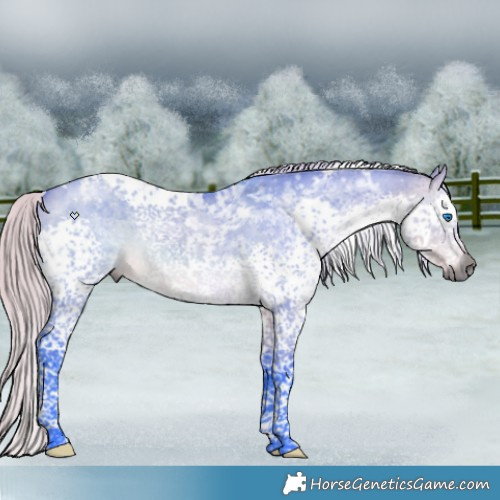 Horse Color:Gray Watercolor Silver Buckskin Dun Splash Tobiano Appaloosa