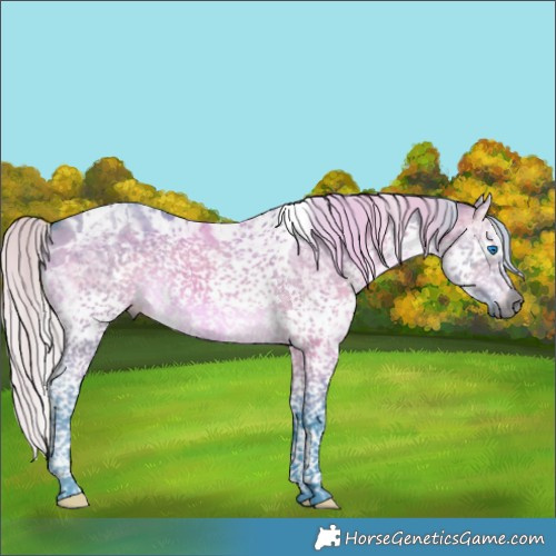 Horse Color:Gray Watercolor Silver Brown Dun Splash Tobiano Appaloosa 