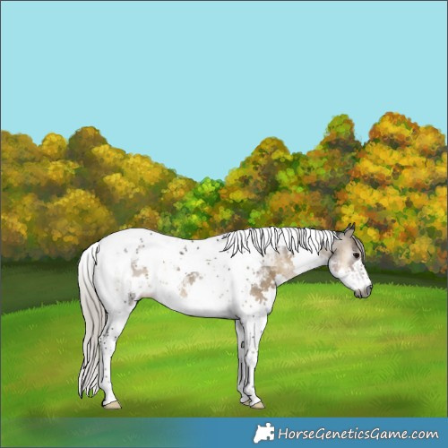 Horse Color:Gray Silver Smoky Blue Onyx Splash Tobiano Appaloosa