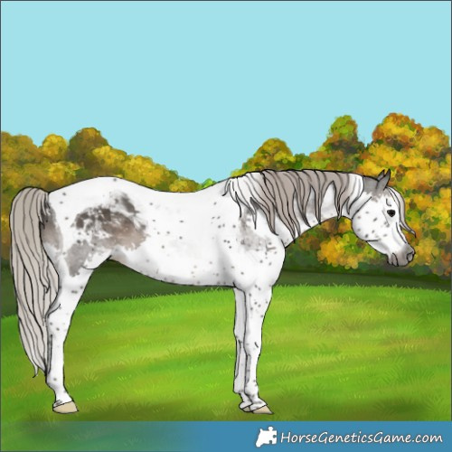 Horse Color:Gray Silver Black Splash Tobiano Appaloosa 