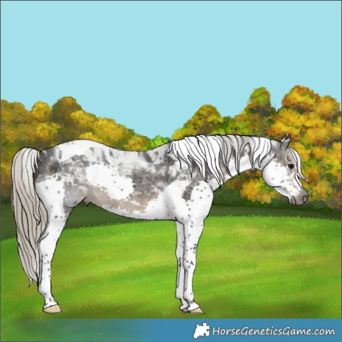 Horse Color:Gray Silver Smoky Black Splash Tobiano Appaloosa 