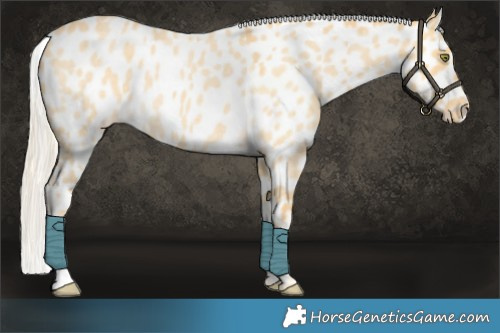 Horse Color:Palomino Roan Dun Appaloosa 
