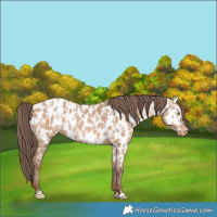 Horse Color:Amber Champagne Appaloosa  and Amber Champagne Appaloosa