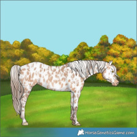 Horse Color:Amber Champagne Appaloosa and Amber Champagne Appaloosa
