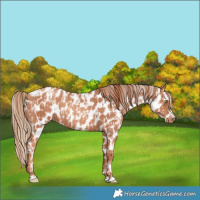 Horse Color:Gold Champagne Appaloosa and Gold Champagne Appaloosa