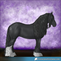 Horse Color:Black Tobiano Rabicano 