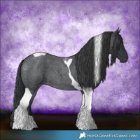 Horse Color:Blue Roan Tobiano 