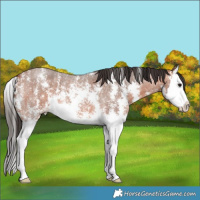 Horse Color:Bay Roan Sabino Splash 