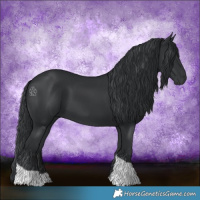 Horse Color:Black Tobiano Rabicano 