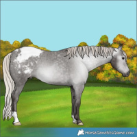Horse Color:Gray Silver Black Appaloosa 