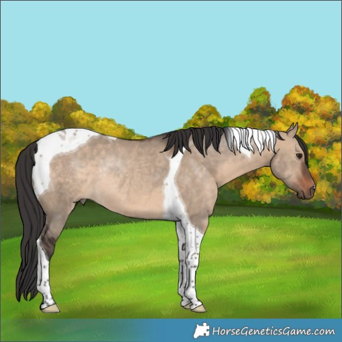 Horse Color:Brown Dun Tobiano Rabicano 