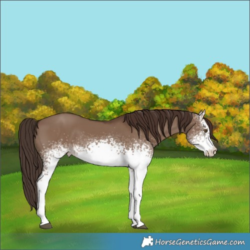 Horse Color:White Spotted Liver Red Dun Tobiano Rabicano 