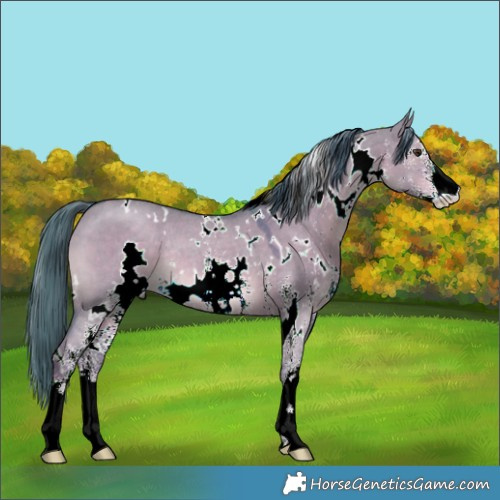 Horse Color:Watercolor White Spotted Liver Red Dun Sabino Rabicano 