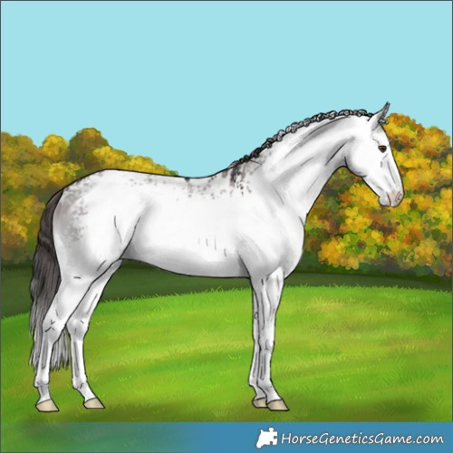 Horse Color:Platinum White Spotted Liver Red Dun Rabicano 