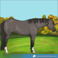 Horse Color:Smoky Grullo 