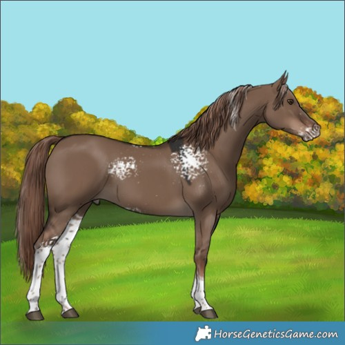 Horse Color:White Spotted Liver Red Dun Tobiano Rabicano 