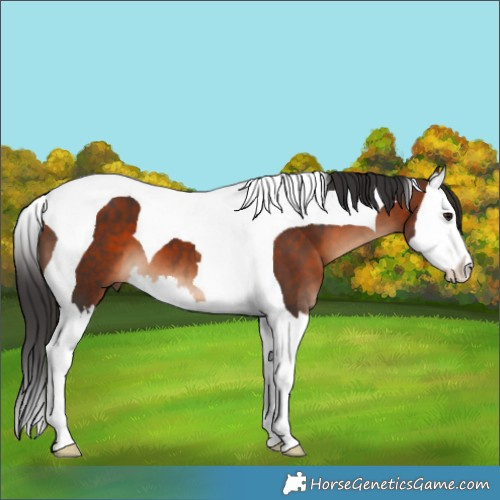 Horse Color:Brown Splash Tobiano 