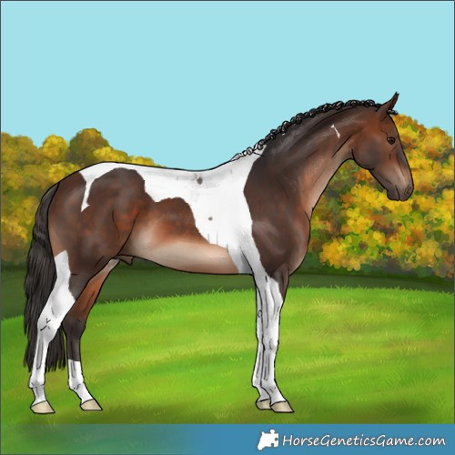Horse Color:Brown Tobiano 
