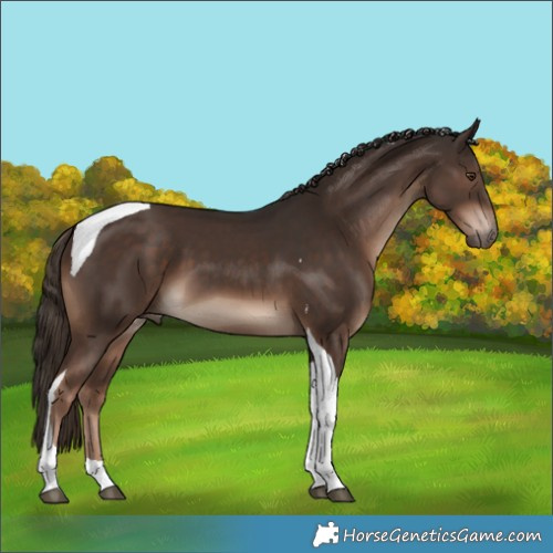 Horse Color:Liver Chestnut Tobiano 