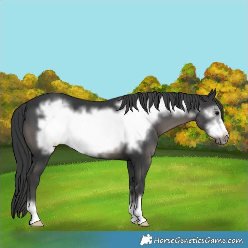 Horse Color:Black Frame 
