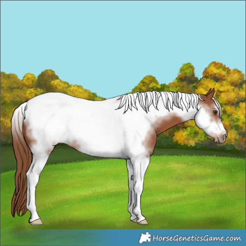 Horse Color:Chestnut Tobiano Frame 