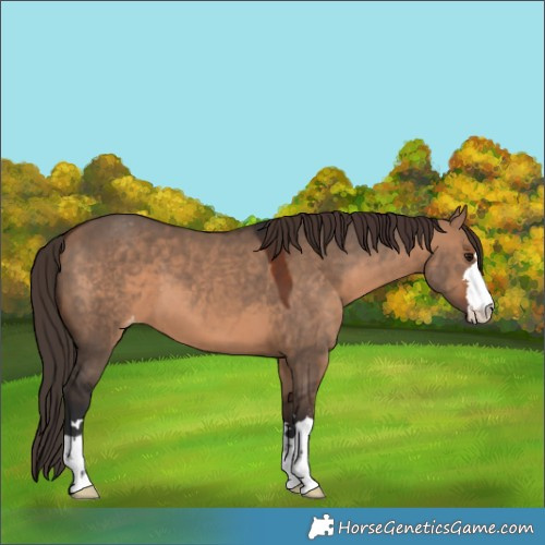 Horse Color:Bay Dun Appaloosa 