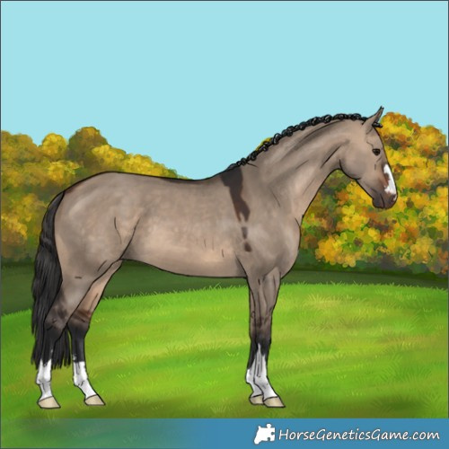 Horse Color:Brown Dun 