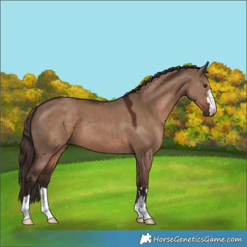Horse Color:Liver Red Dun 