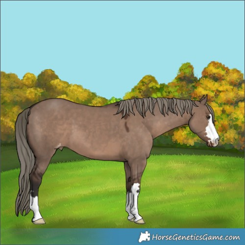 Horse Color:Liver Red Dun Mushroom Appaloosa 