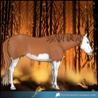 Horse Color:Chestnut Splash 