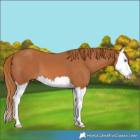 Horse Color:Chestnut Splash 