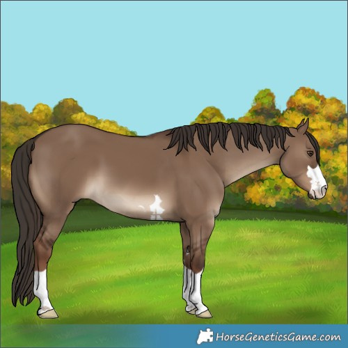Horse Color:Liver Red Dun 