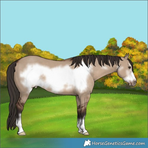 Horse Color:Liver Red Dun Frame 