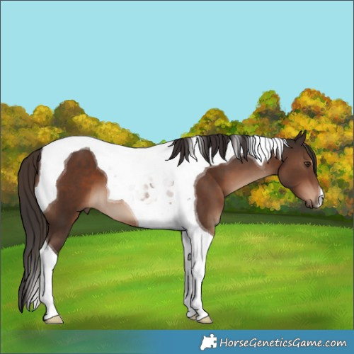 Horse Color:Liver Chestnut Tobiano 